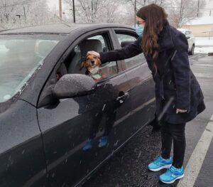 dog in car photo
