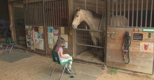 girl reading to horse